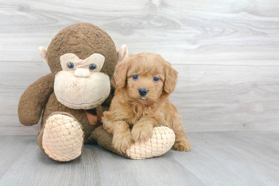 Best Mini Goldendoodle Baby