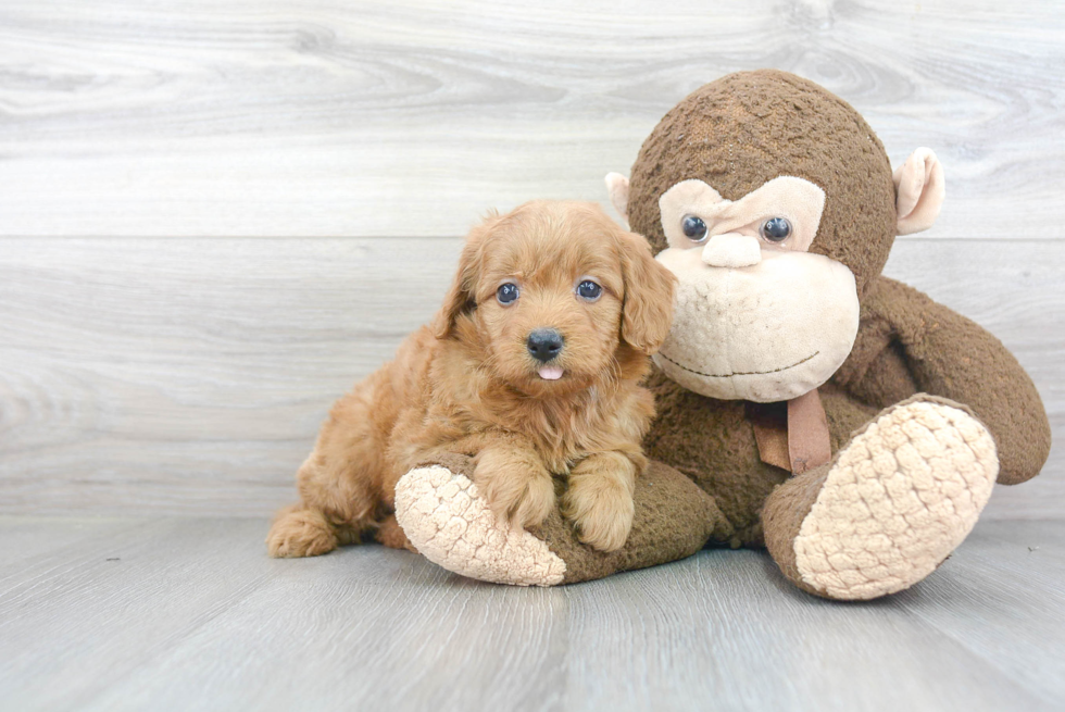 Mini Goldendoodle Pup Being Cute