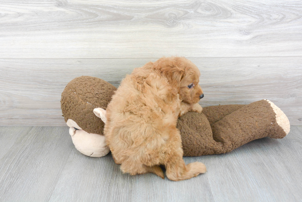 Best Mini Goldendoodle Baby