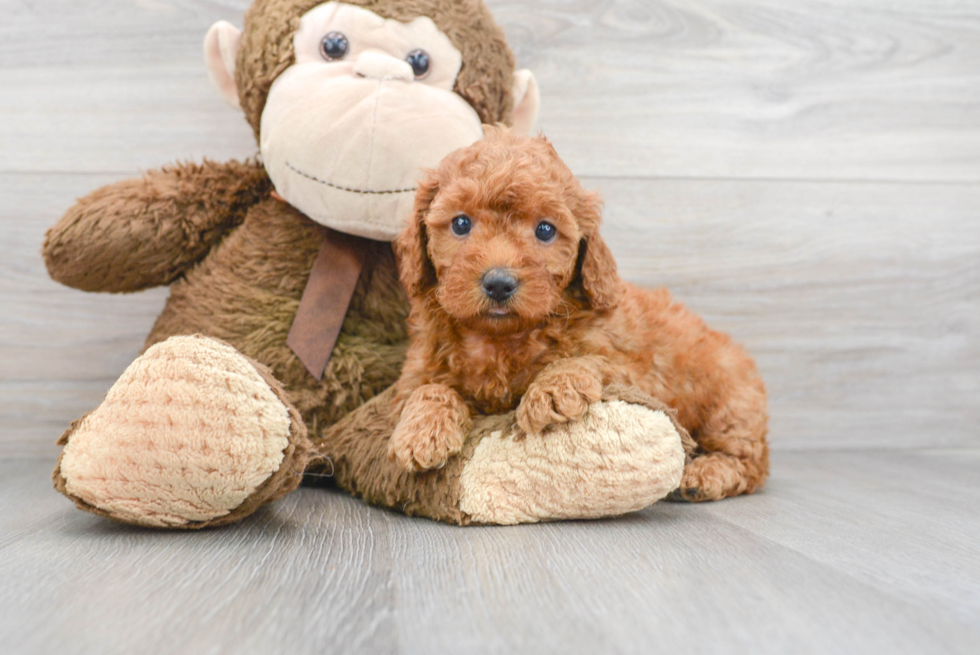 Friendly Mini Goldendoodle Baby