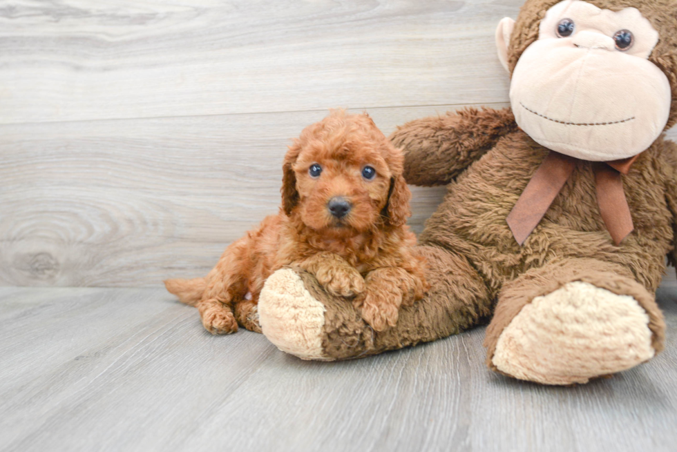 Funny Mini Goldendoodle Poodle Mix Pup