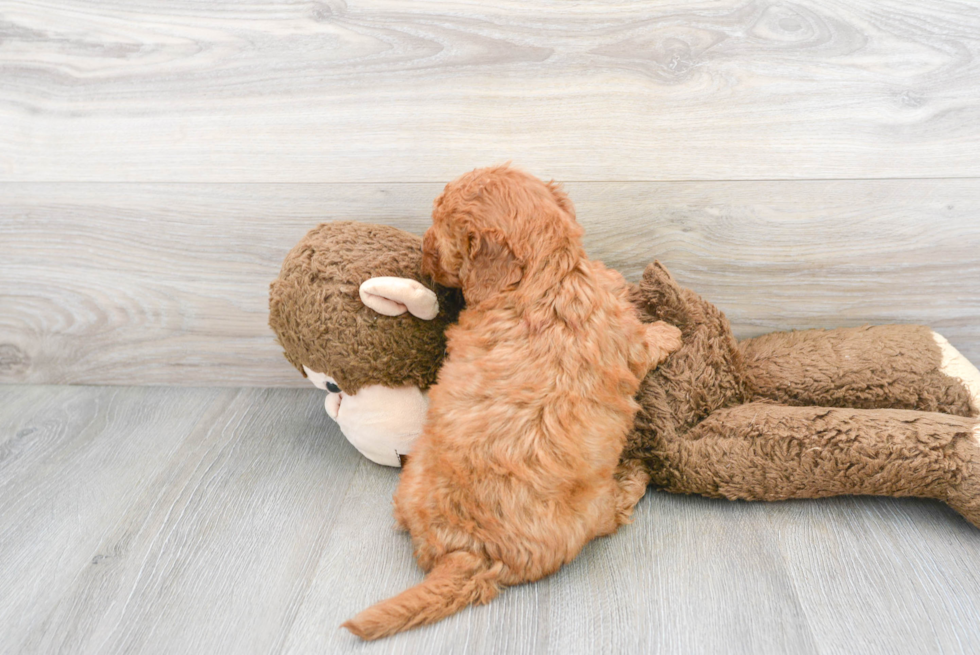 Best Mini Goldendoodle Baby