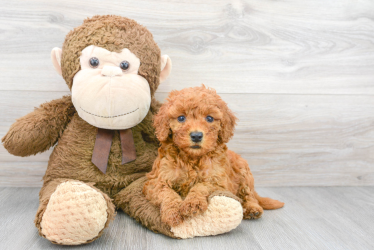 Cute Mini Goldendoodle Baby