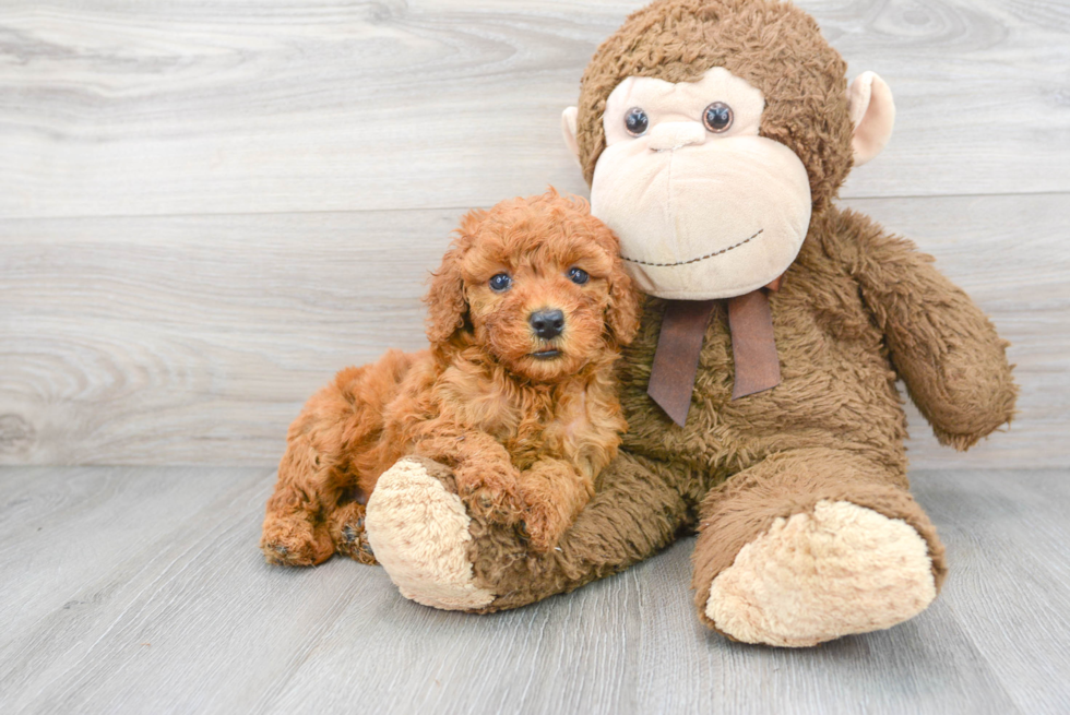 Mini Goldendoodle Puppy for Adoption