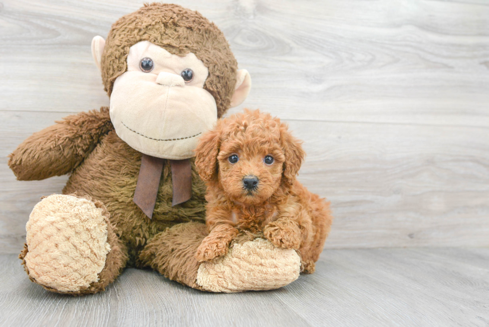 Smart Mini Goldendoodle Poodle Mix Pup