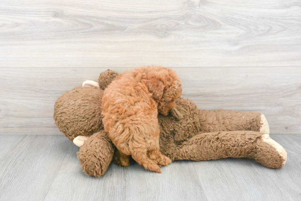 Mini Goldendoodle Puppy for Adoption