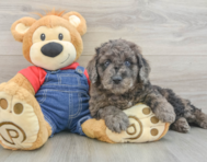 9 week old Mini Goldendoodle Puppy For Sale - Premier Pups