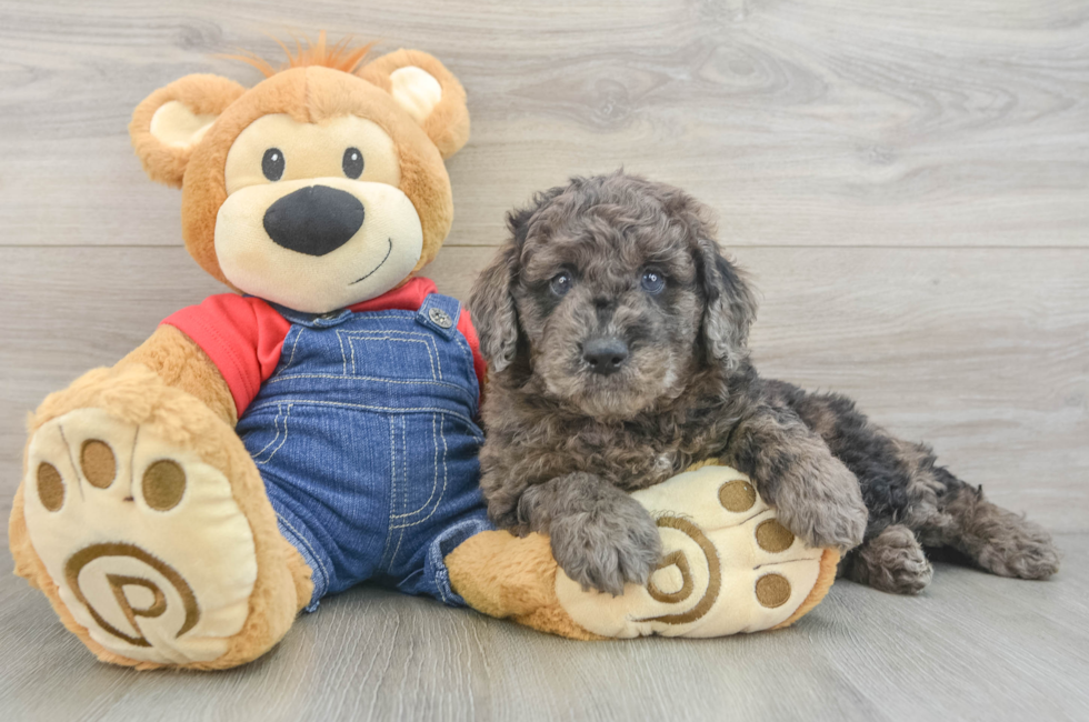 6 week old Mini Goldendoodle Puppy For Sale - Premier Pups