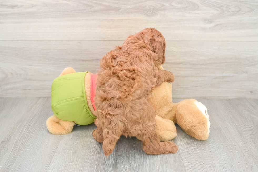 Funny Mini Goldendoodle Poodle Mix Pup