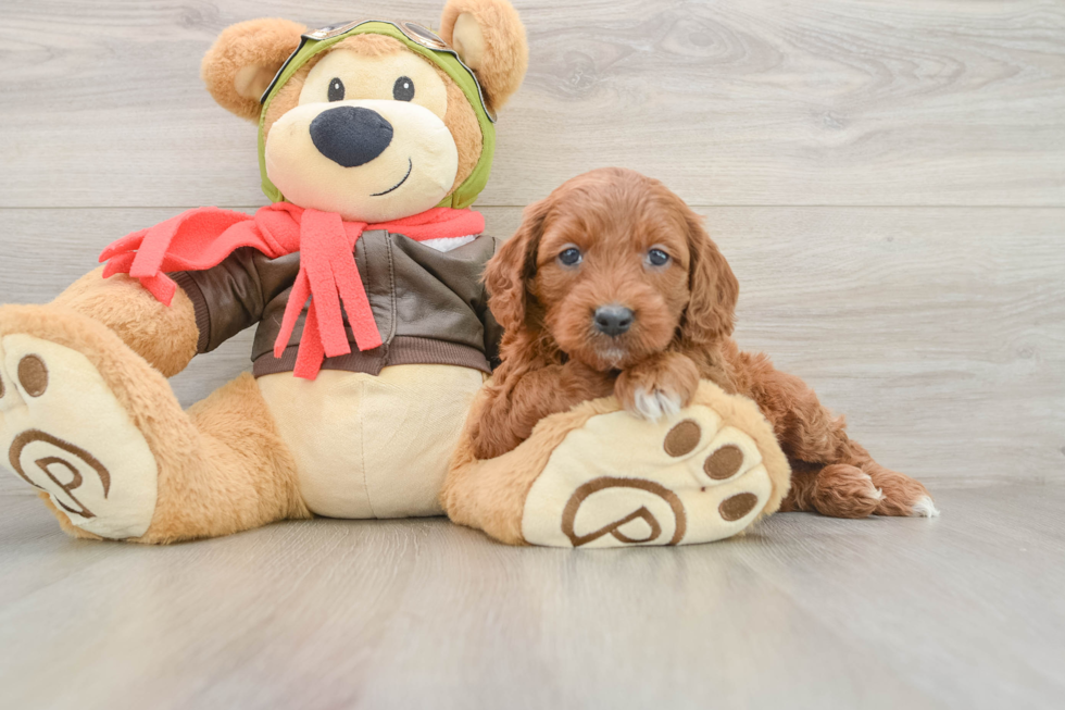Energetic Golden Doodle Poodle Mix Puppy