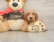 7 week old Mini Goldendoodle Puppy For Sale - Premier Pups