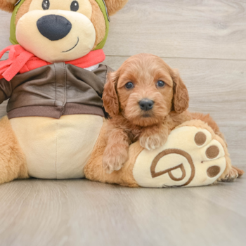 Best Mini Goldendoodle Baby