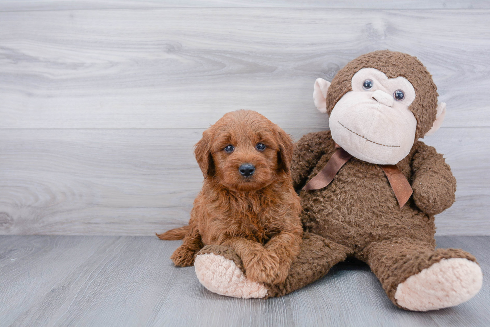 Adorable Golden Retriever Poodle Mix Puppy