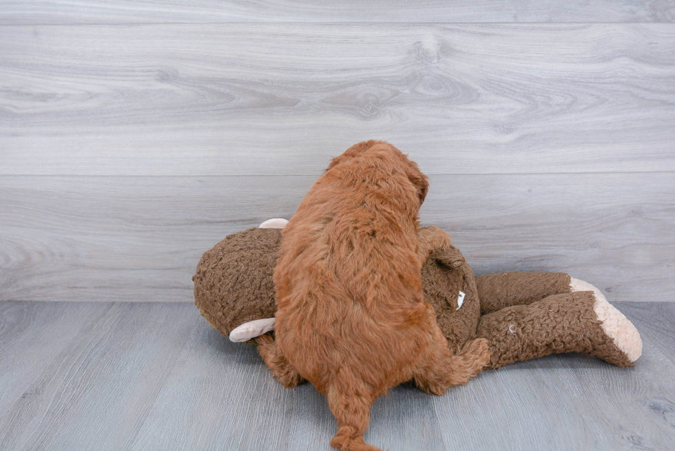 Cute Mini Goldendoodle Baby