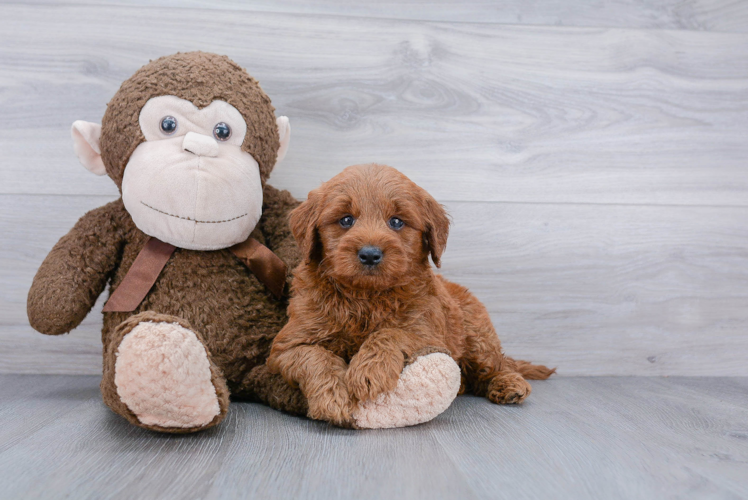 Mini Goldendoodle Puppy for Adoption