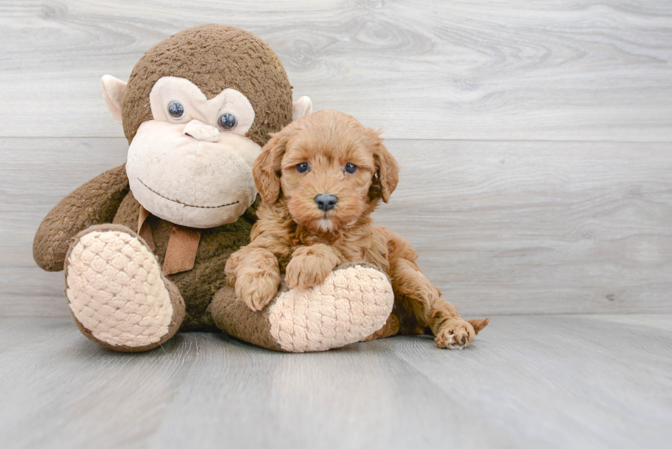 Popular Mini Goldendoodle Poodle Mix Pup