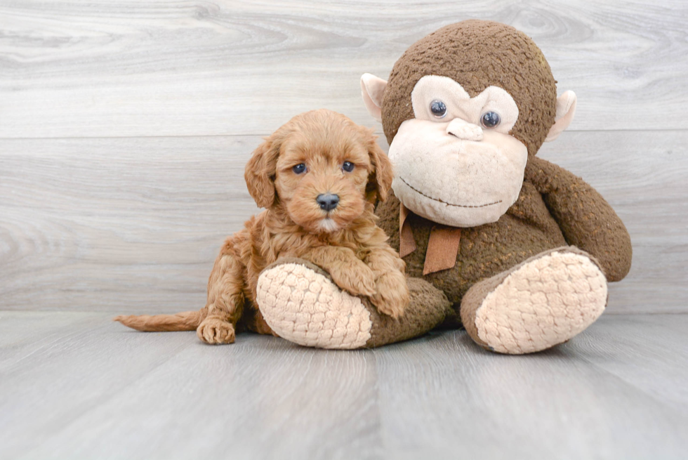 Popular Mini Goldendoodle Poodle Mix Pup