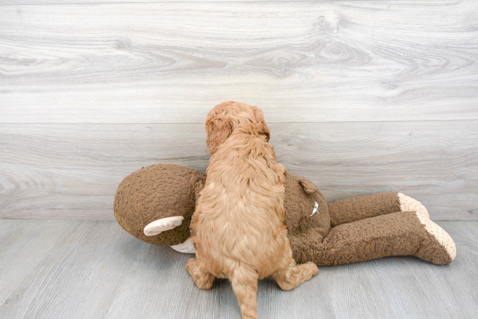 Smart Mini Goldendoodle Poodle Mix Pup