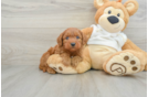 Best Mini Goldendoodle Baby