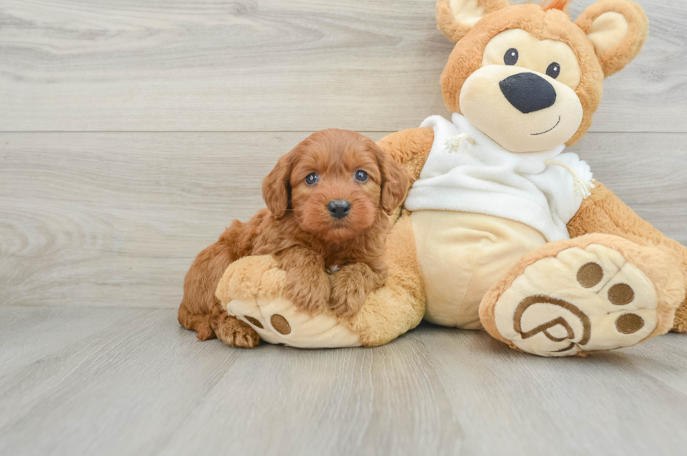 6 week old Mini Goldendoodle Puppy For Sale - Premier Pups