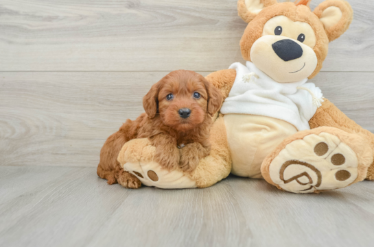 Best Mini Goldendoodle Baby