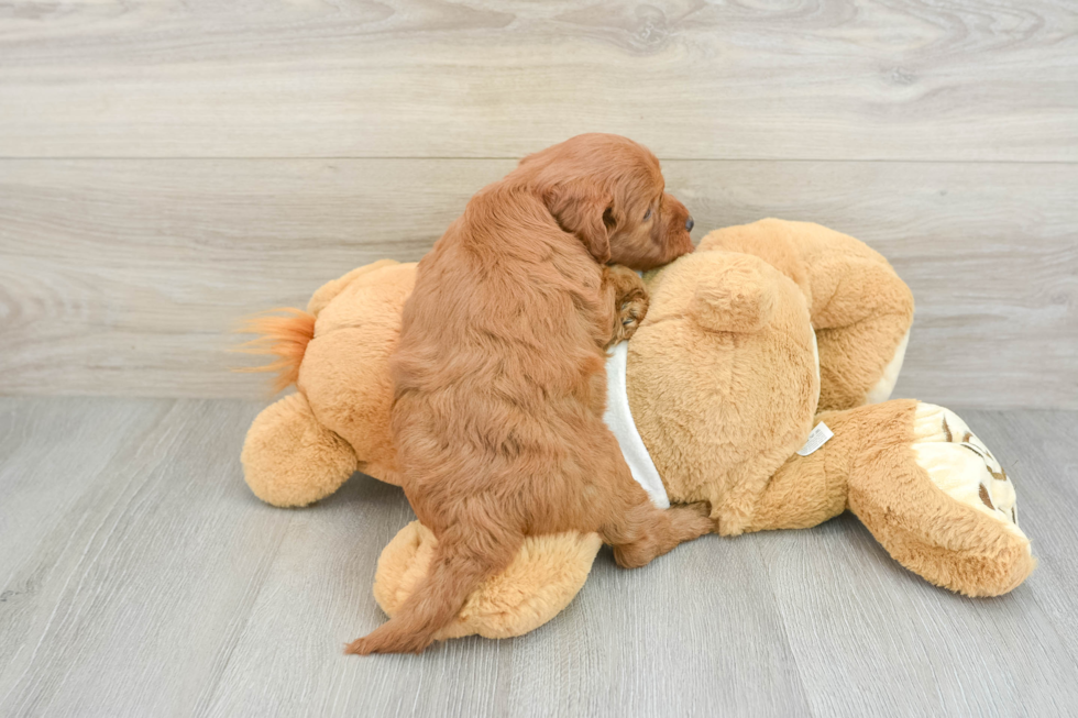 Sweet Mini Goldendoodle Baby