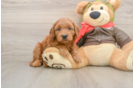 Small Mini Goldendoodle Baby
