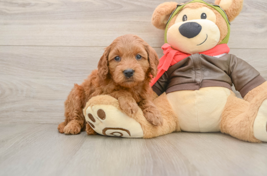 Small Mini Goldendoodle Baby