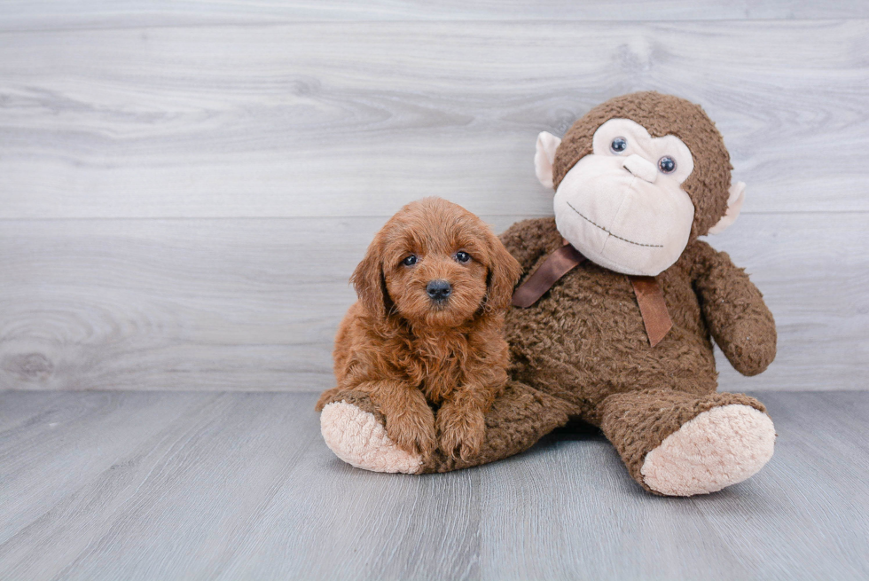 Mini Goldendoodle Puppy for Adoption