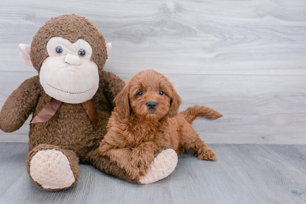 Friendly Mini Goldendoodle Baby