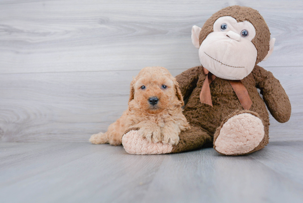 Mini Goldendoodle Pup Being Cute