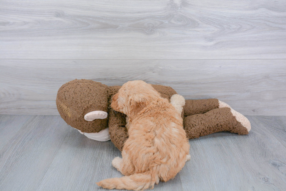 Smart Mini Goldendoodle Poodle Mix Pup