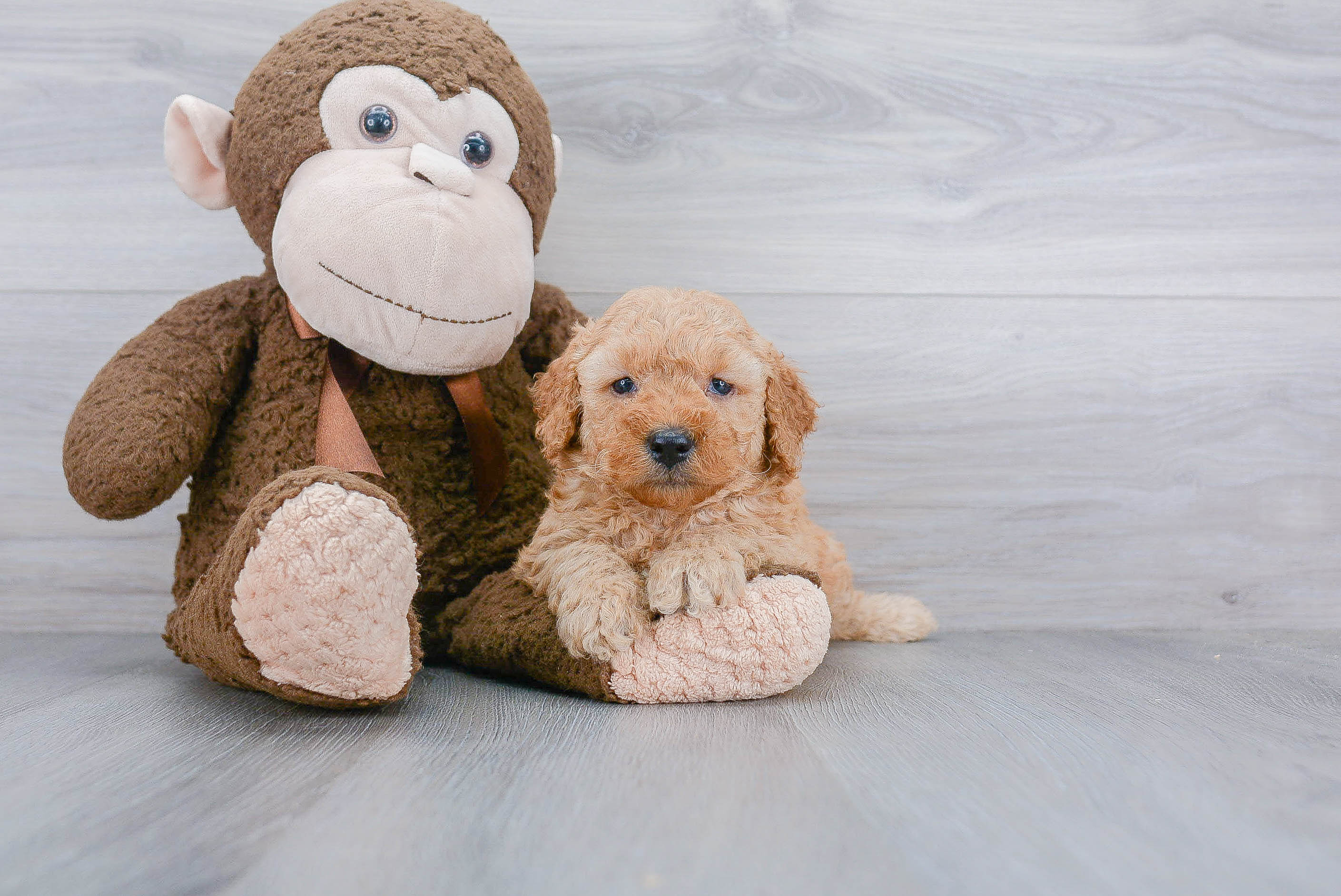 Best Mini Goldendoodle Baby