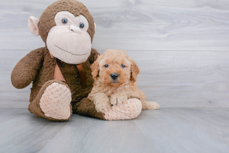 Best Mini Goldendoodle Baby