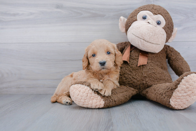 Hypoallergenic Golden Retriever Poodle Mix Puppy