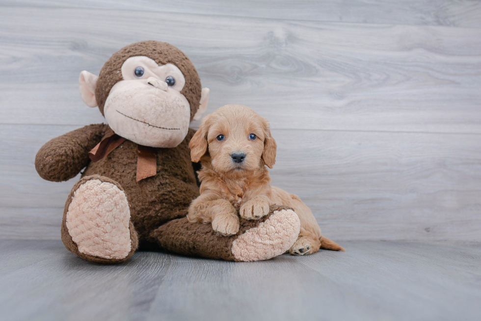 Small Mini Goldendoodle Baby