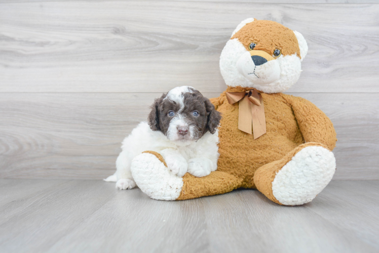 Fluffy Mini Goldendoodle Poodle Mix Pup