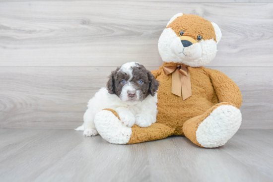 Fluffy Mini Goldendoodle Poodle Mix Pup