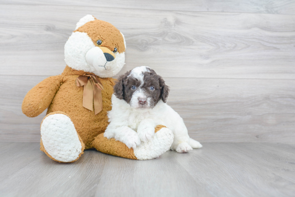 Energetic Golden Retriever Poodle Mix Puppy