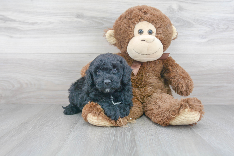 Mini Goldendoodle Pup Being Cute