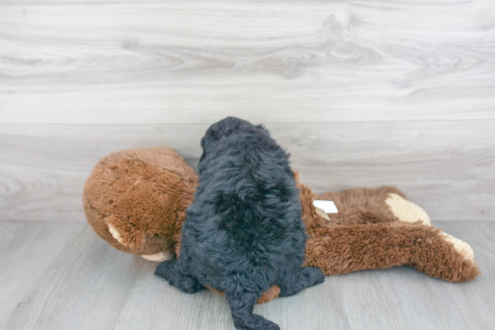 Mini Goldendoodle Pup Being Cute