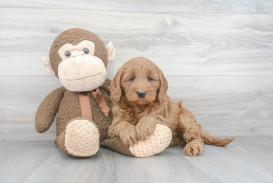 Mini Goldendoodle Pup Being Cute