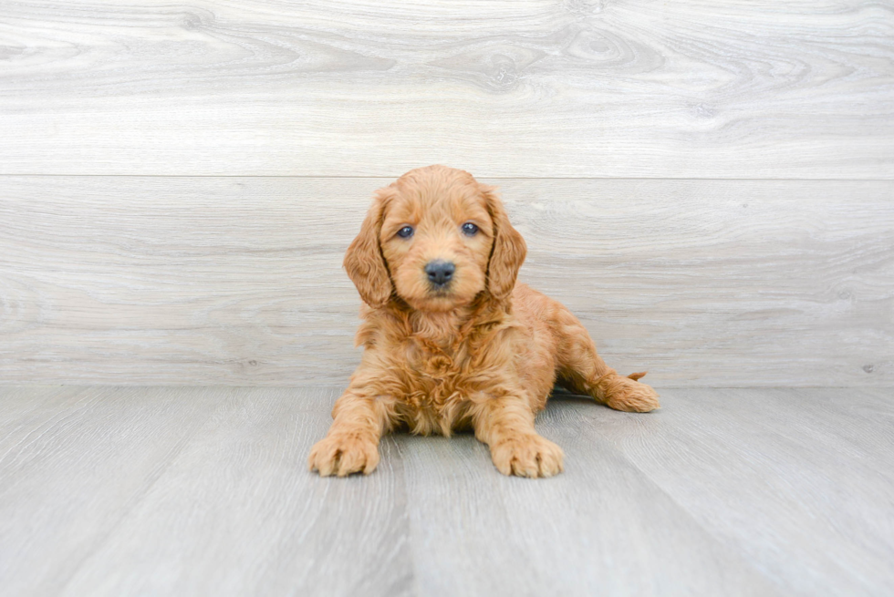 Fluffy Mini Goldendoodle Poodle Mix Pup