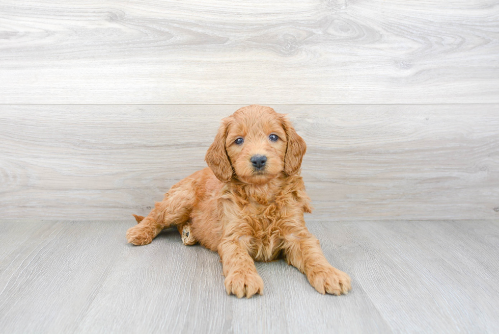 Best Mini Goldendoodle Baby