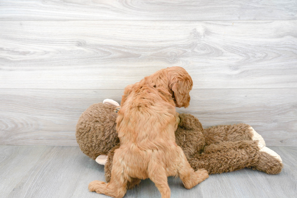 Best Mini Goldendoodle Baby