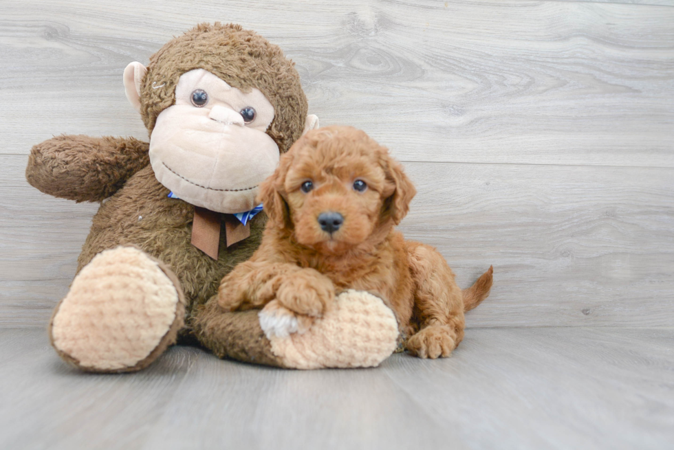 Cute Mini Goldendoodle Baby