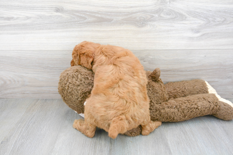 Best Mini Goldendoodle Baby