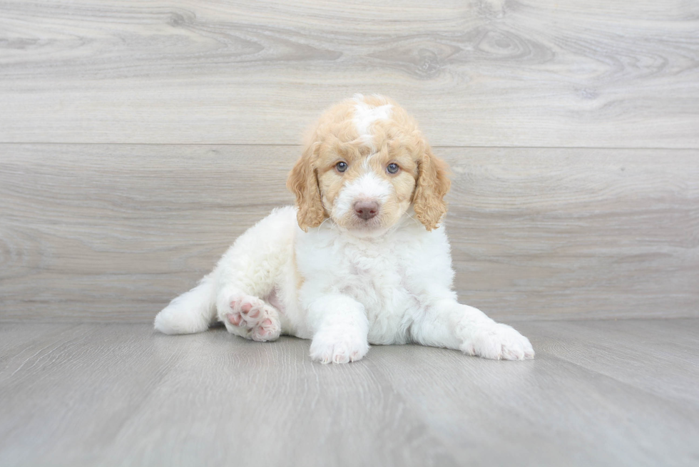 Adorable Golden Retriever Poodle Mix Puppy