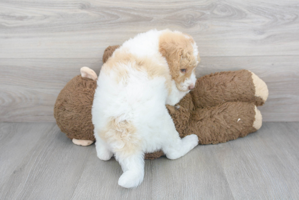 Mini Goldendoodle Pup Being Cute