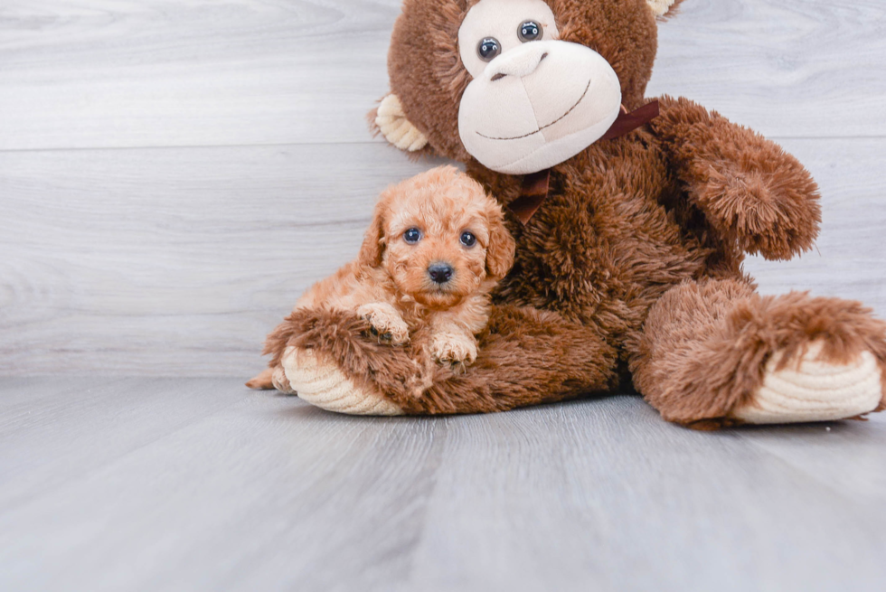 Mini Goldendoodle Puppy for Adoption